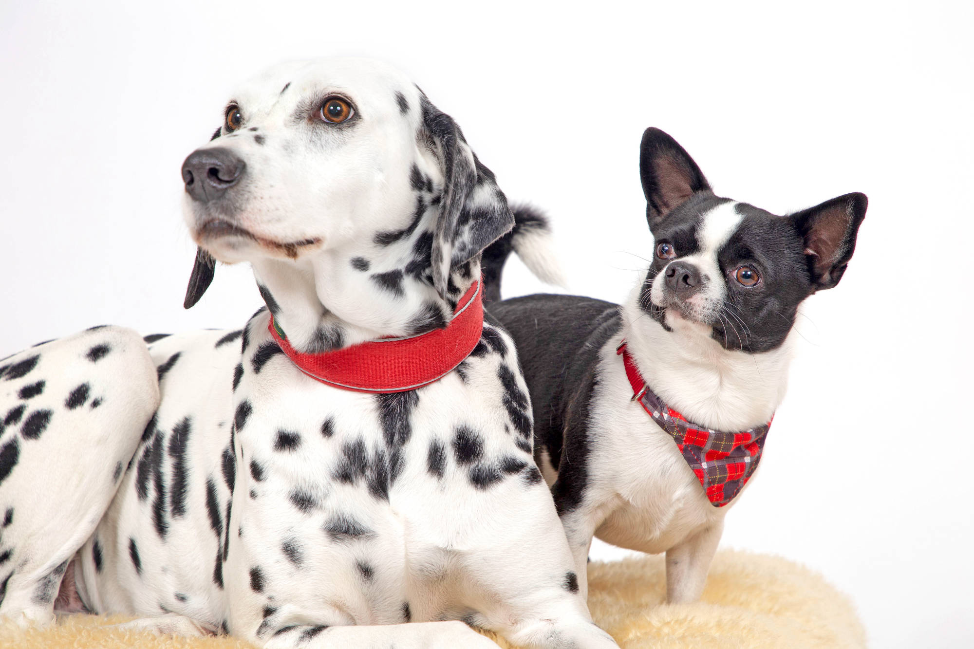 Bildnis Fotofotografie Gabriele Protze