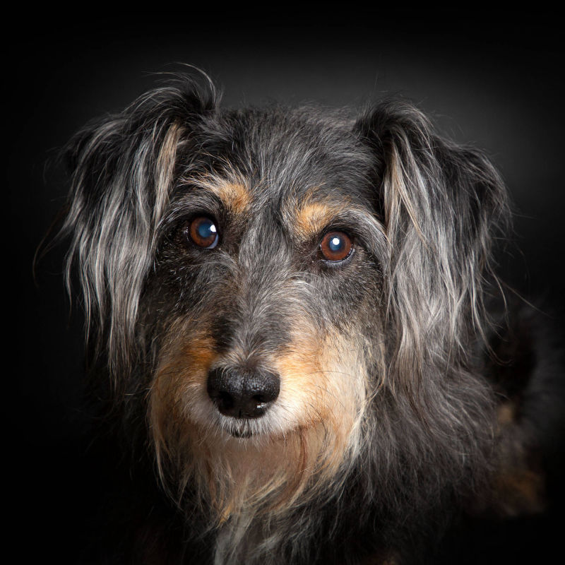 Bildnis Fotofotografie Gabriele Protze